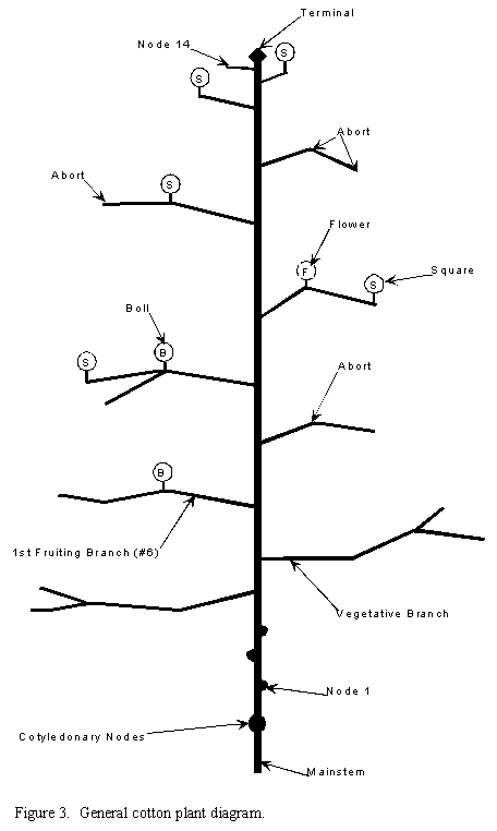 general cotton plant diagram