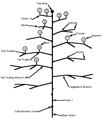 Diagram of a cotton plant, with the different plant parts indicated