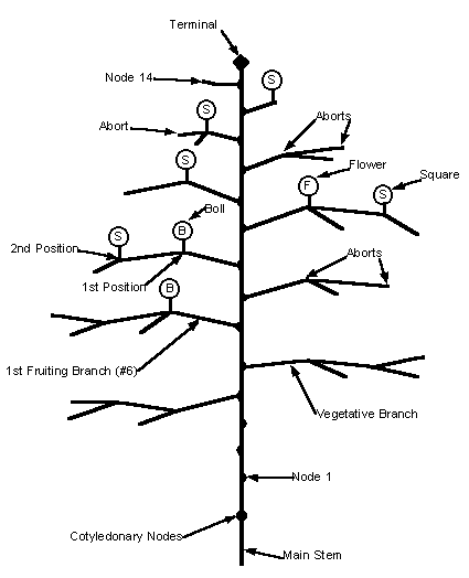 Diagram of a cotton plant with various important plant parts labeled