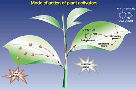 Diagram of the mode of action of plant activators.
