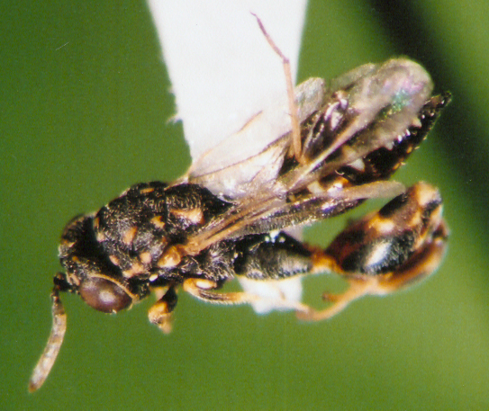 Photo of Hymenoptera: Chalcididae 