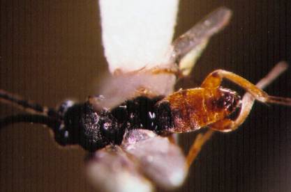 Photo of Hymenoptera: Braconidae Apanteles? 