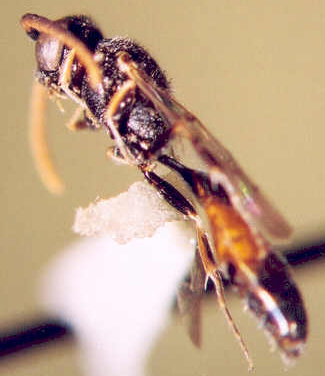 Photo of Hymenoptera: Tiphiidae