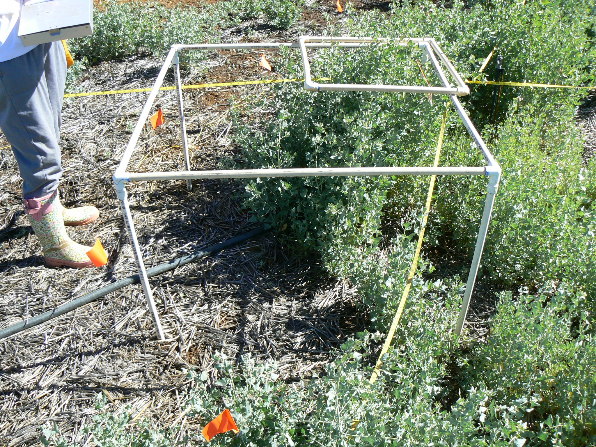 pvc frames used for estimated canopy cover of a 1 sq. m area