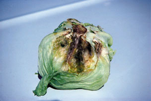 Figure 12.  Photo showing lettuce head with bottom rot infection