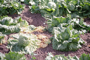 Figure 13. Field photo showing leaf drop in a lettuce crop.