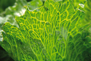 Figure 16. Photo of Big Vein virus infection in lettuce.