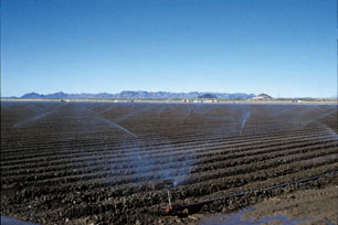 Figure 4. Photo of sprinklers watering a newly planted lettuce field.