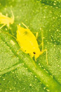 Figure 9. Photo of a magnified green peach aphid.