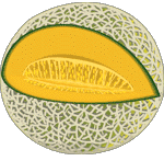 picture of a cantaloupe melon