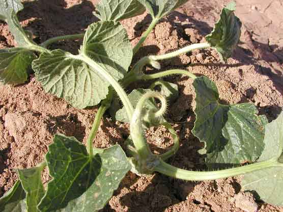 Photo of stem twisting and swelling in cantaloupes.