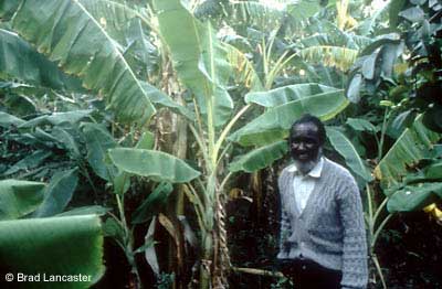 Mr. Phiri's banana grove