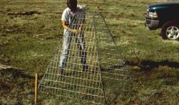 Lacey Halstead with enclosure cage in pasture (March 1997)