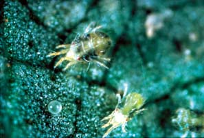 Phytophagous two-spotted mites can damage citrus.