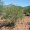 Younger mesquite tree