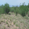 Typical mesquite habitat