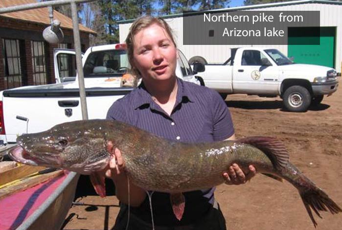 Apache trout - the Arizona state fish