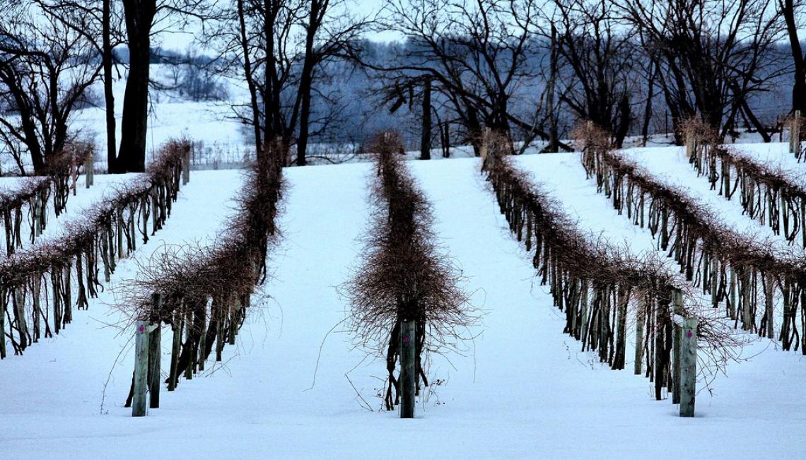 vineyard in the snow