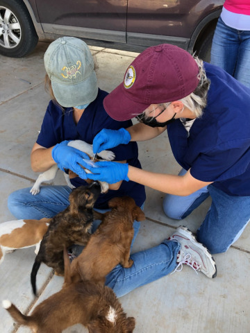 Members treating dogs