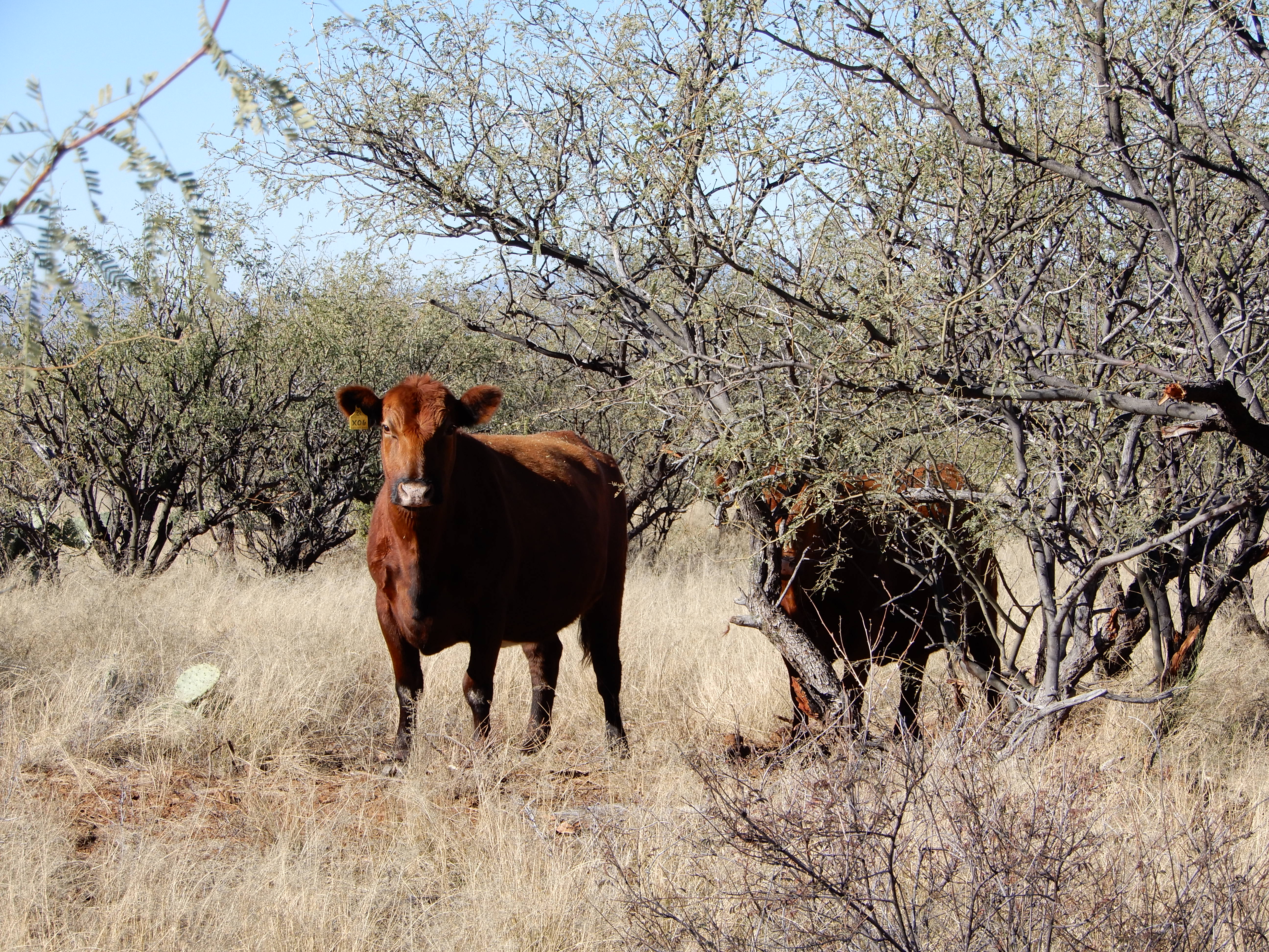 Cow and calf grazing on the Santa Rita Experimental Range