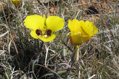 Flowers of Desert Mariposa Lily (Calochortus kennedyi) on the SRER