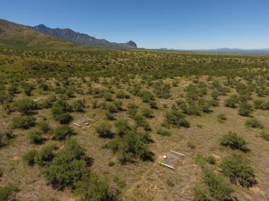 Landscape view of shrub seedling establishment and herbivory experiment on the Santa Rita Experimental Range.
