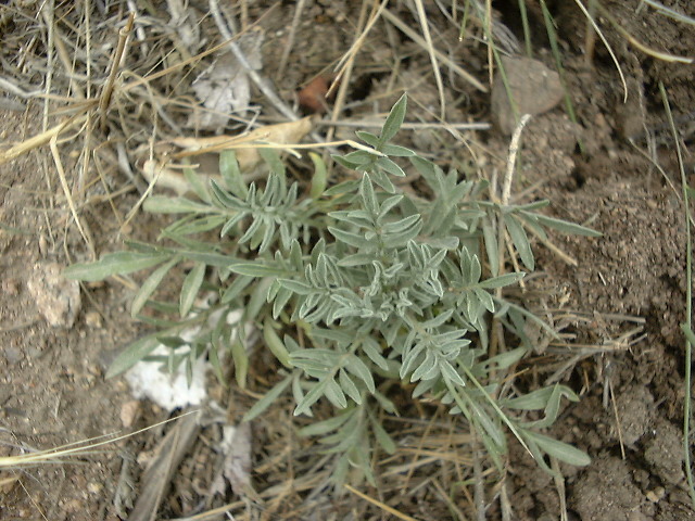 Spotted Knapweed Rosette