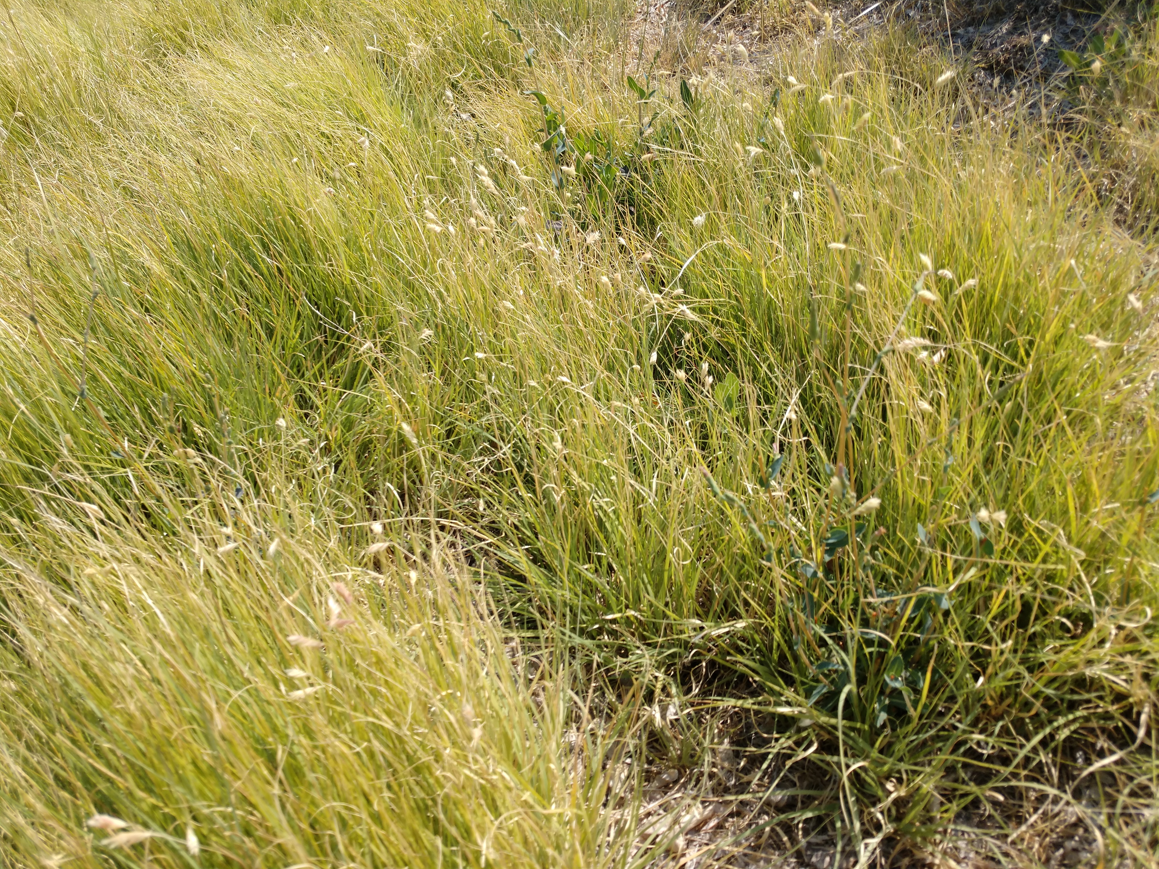 Backyard Gardener   Drought Tolerant Buffalograss   June 20, 20