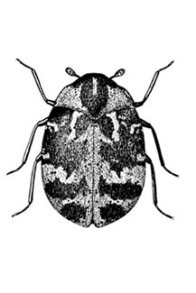  furniture carpet beetle