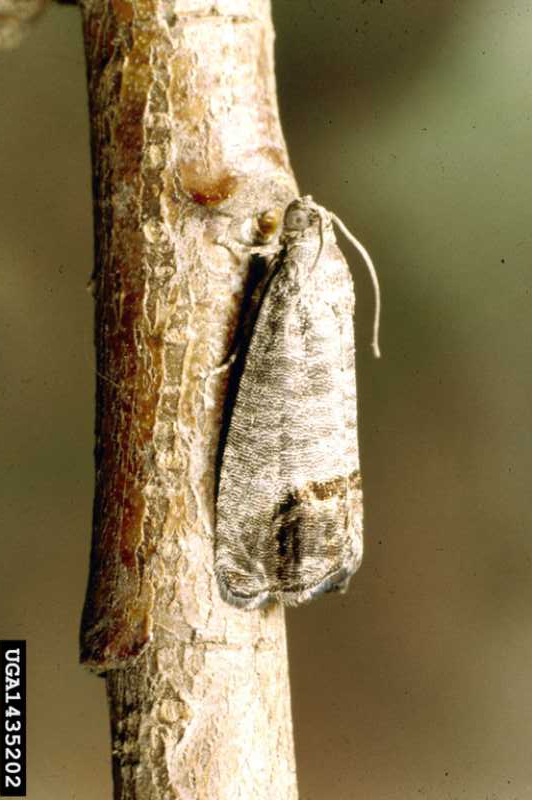 Codling moth - click image to enlarge