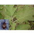 Photo of flea beetle and damage to eggplant - click on immage to enlarge.