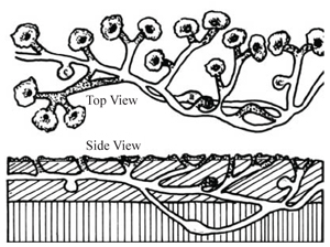 Schematic of a gopher burrow system.