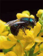 Mason bee on berberis. Photo by USDA-ARS, Jack Dykinga