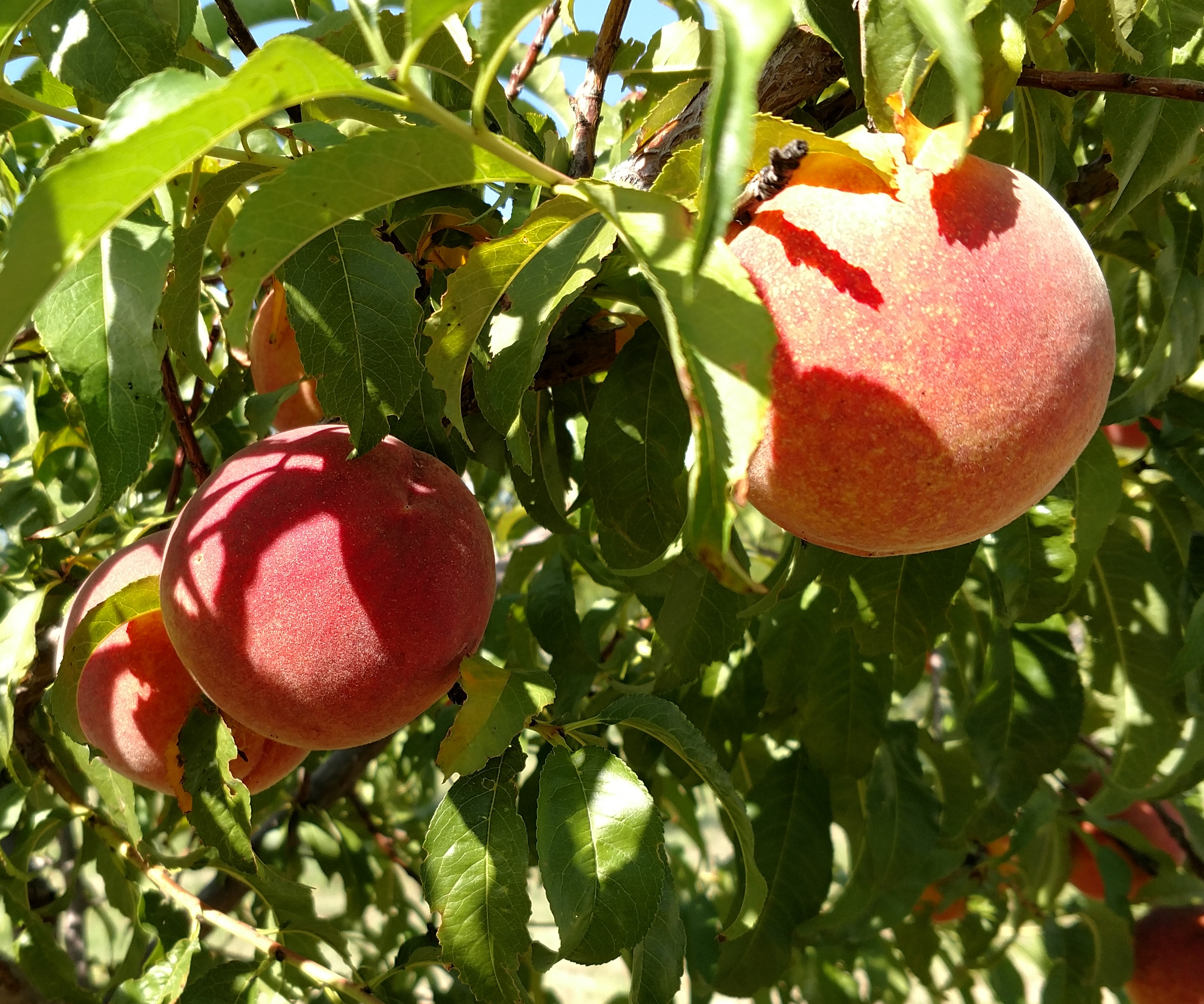 Fruit tree guide for northern arizona