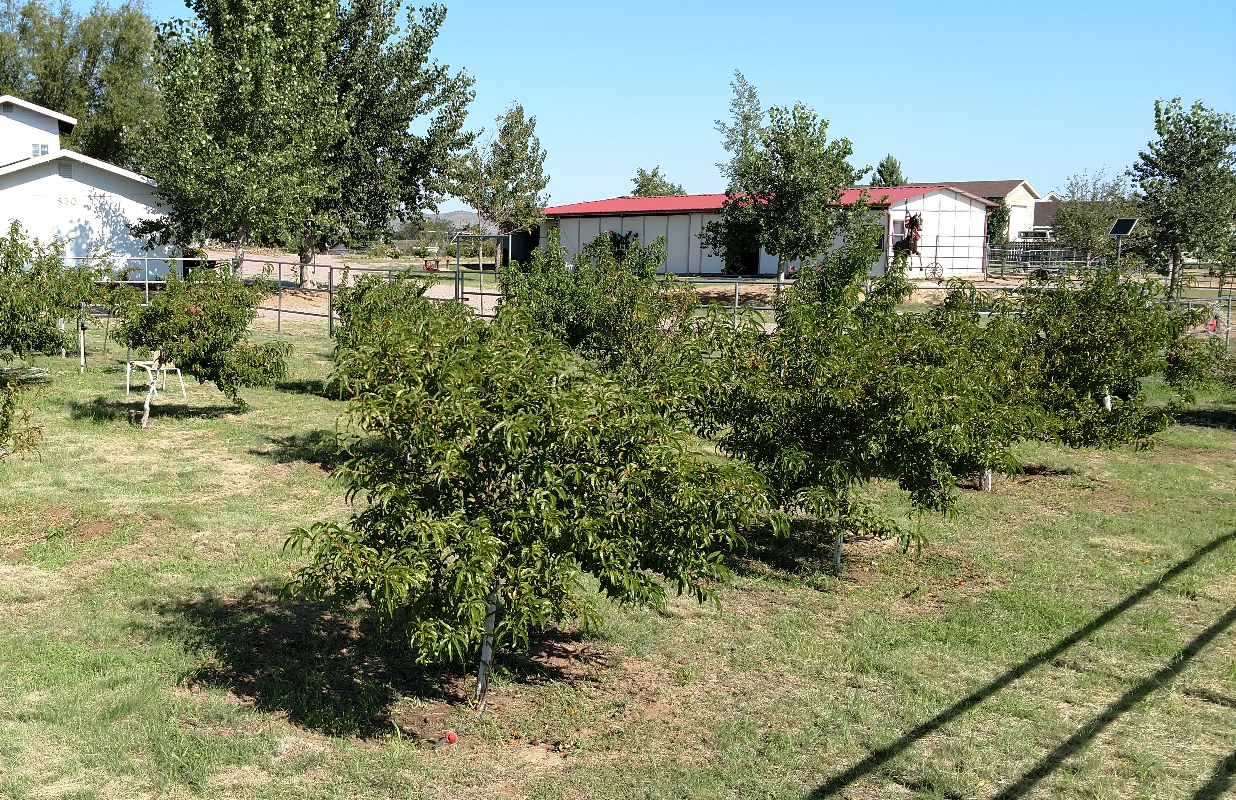 Backyard Gardener Establishing A Home Fruit Orchard November 27 2019