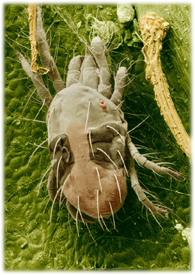 Two-Spotted Spider Mite - Click On Image for Larger View