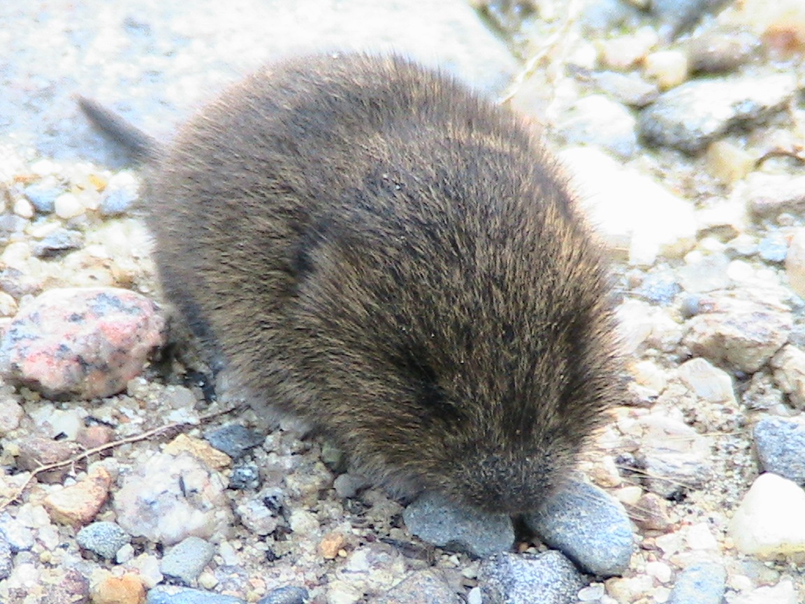 Young vole