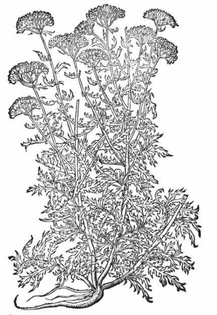 Yarrow Plant - click on image to enlarge