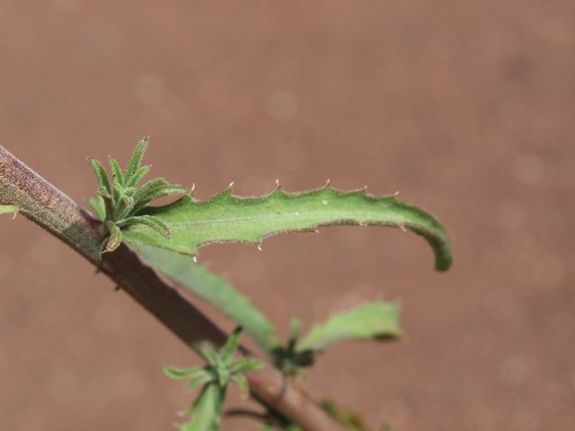 Plant image