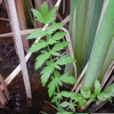Plant image