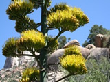 Agave and Yucca image
